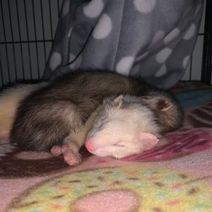 Meet your Posher, Annabelle